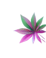 Folha de canabbis